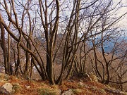 54 Famiglie di carpini neri nella luce del tramonto